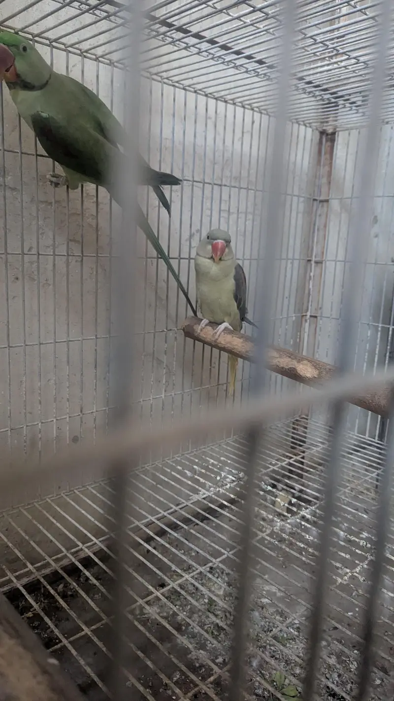 Pahari Parrot Olive and Green — photo 2