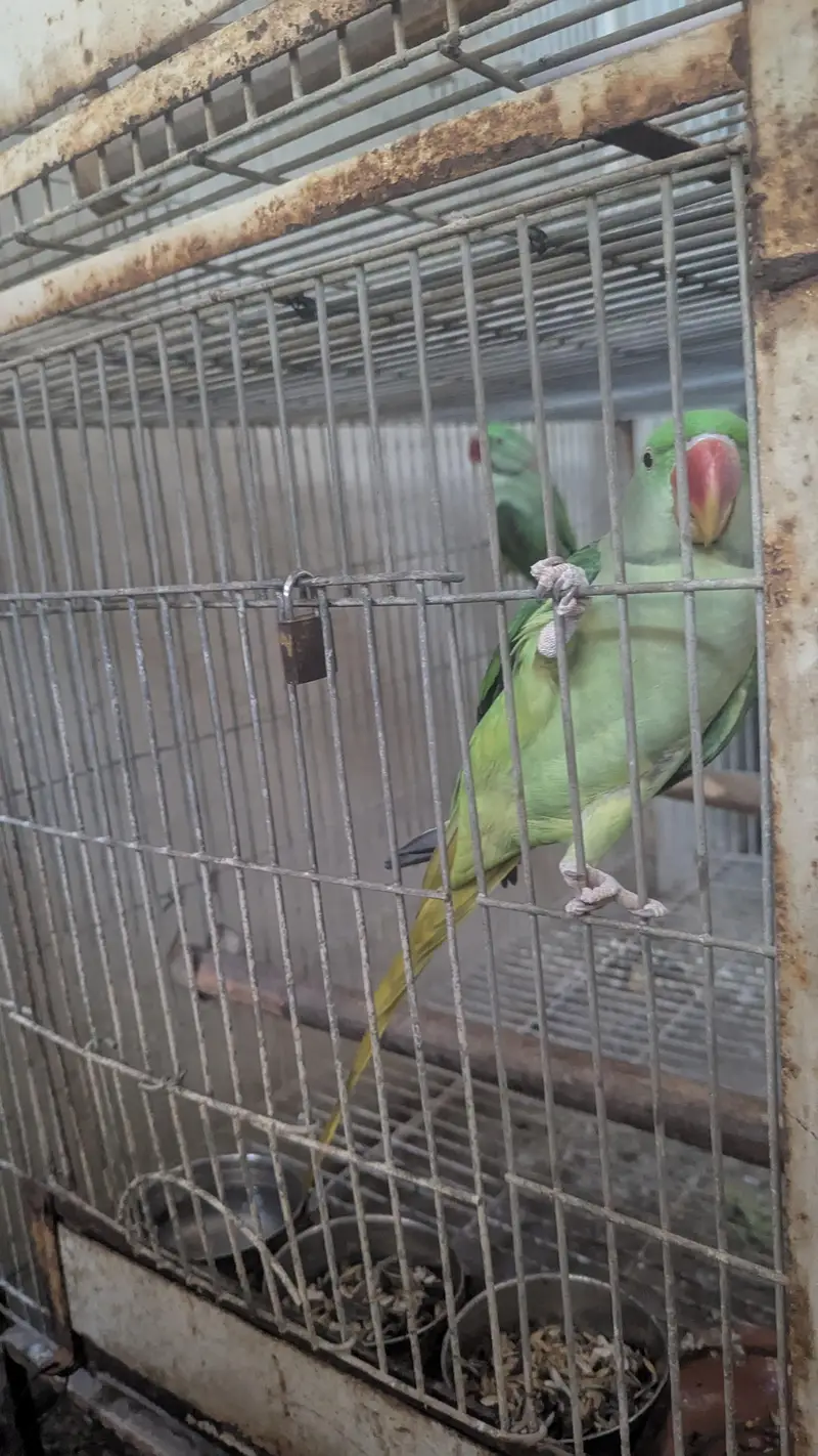 Pahari Parrot Olive and Green — photo 3