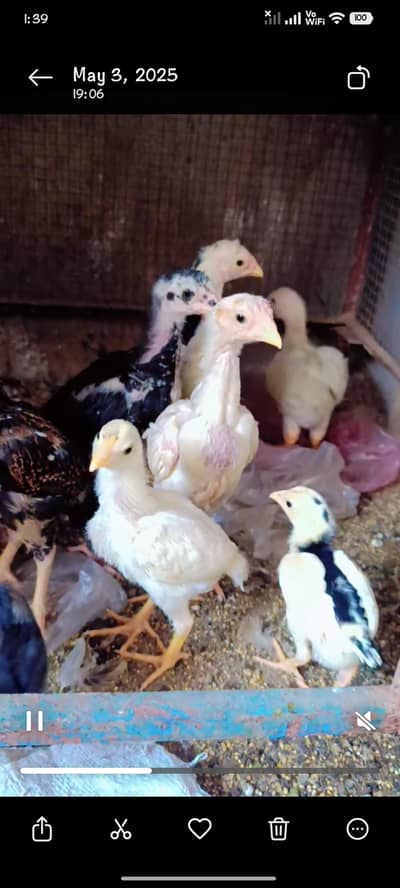 White And Cheena Aseel Chicks 03254127533