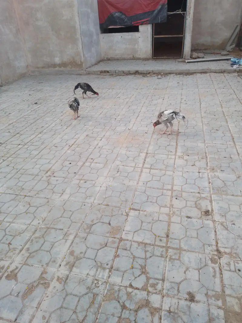 Aseel and Misri hen — photo 2