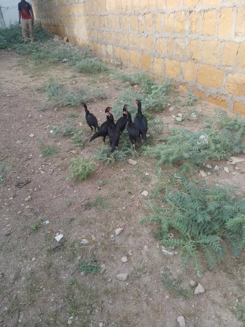 Aseel and Misri hen — photo 3