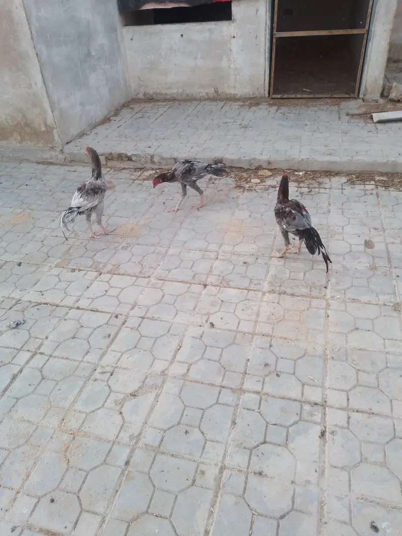 Aseel and Misri hen — photo 4