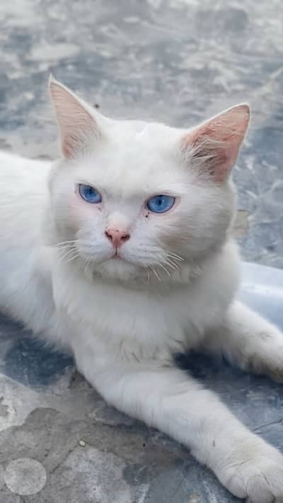White perssion cat