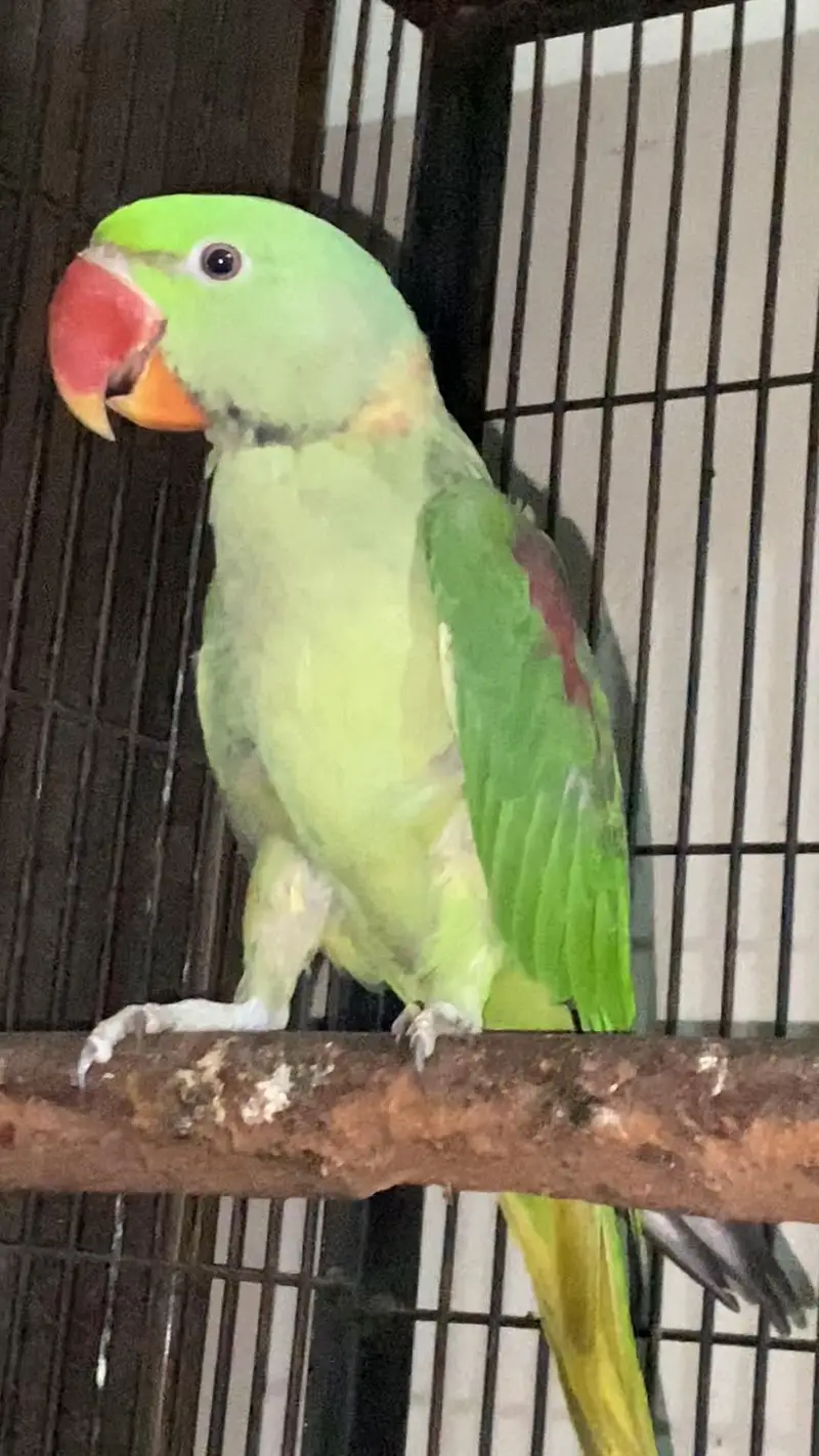 Kajla Male talking — photo 2