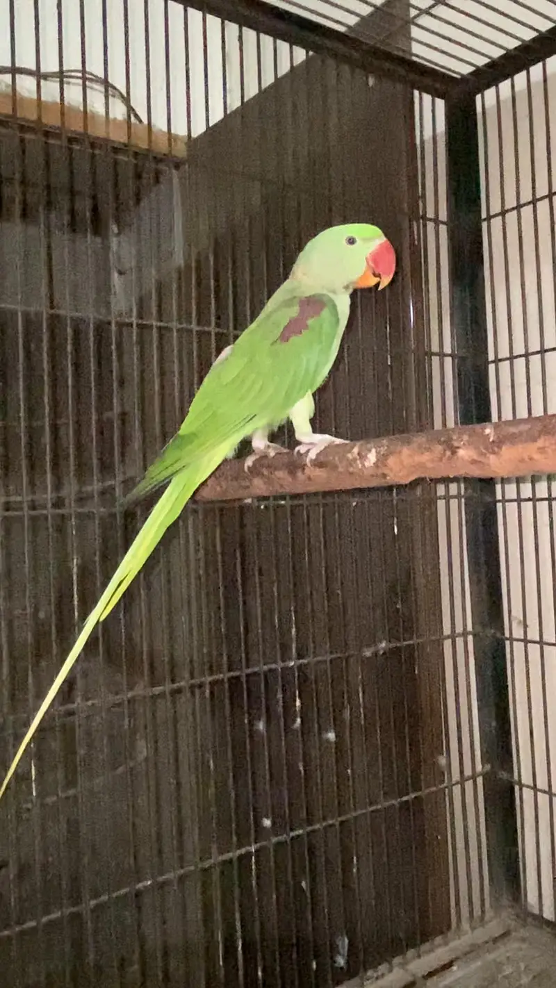 Kajla Male talking — photo 3