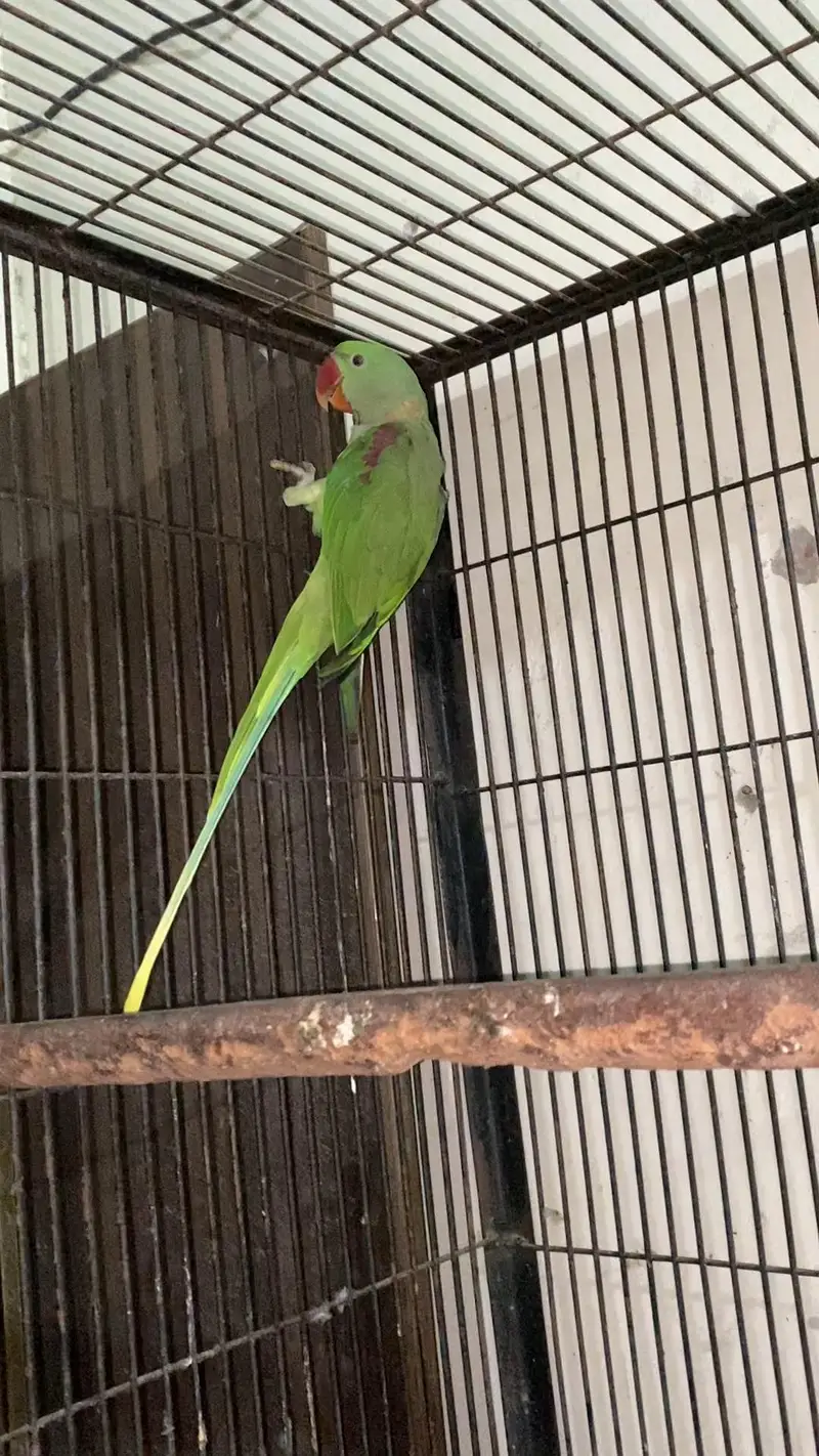 Kajla Male talking — photo 4