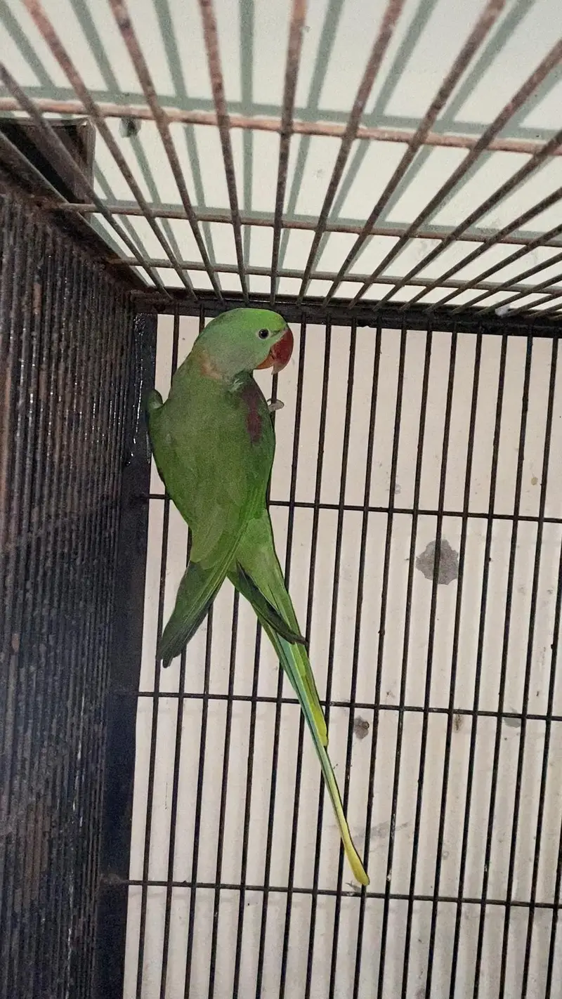 Kajla Male talking — photo 5