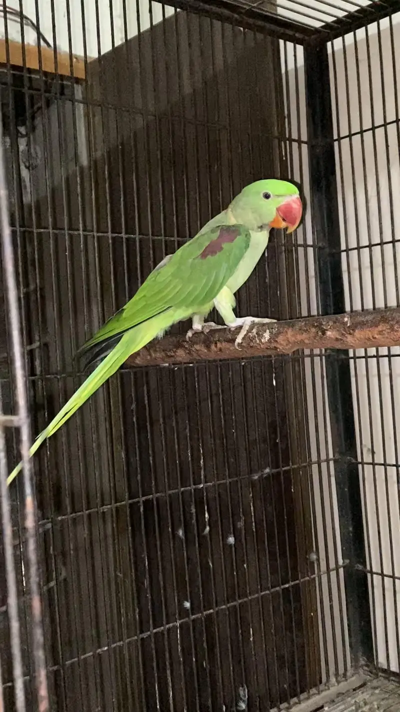 Kajla Male talking — photo 6
