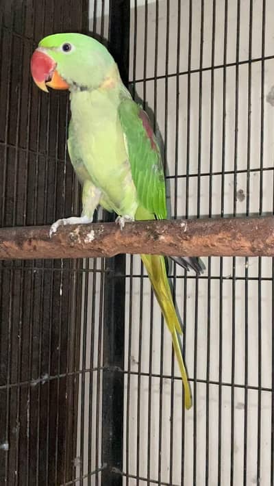 Kajla Male talking