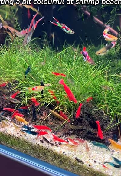 neocaradina shrimps for sale