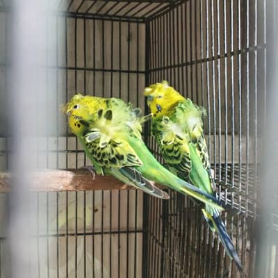 Australian hogoromo breeder pair