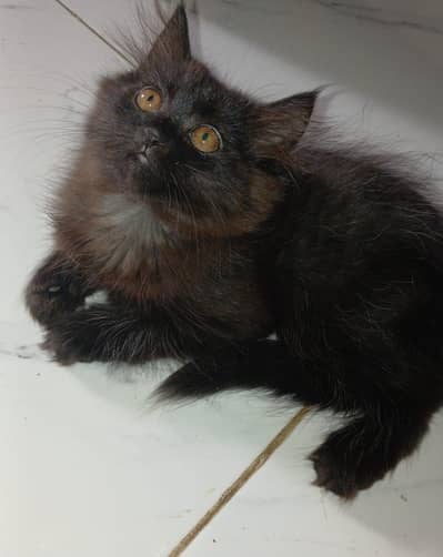 Persian female kitten