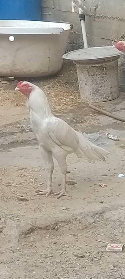 ہیرا پٹھا اصیل