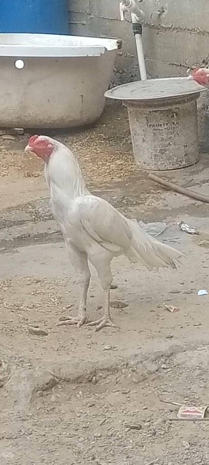 ہیرا پٹھا اصیل 0