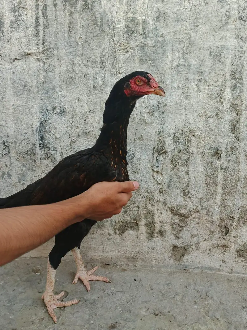 Aseel hen — photo 2