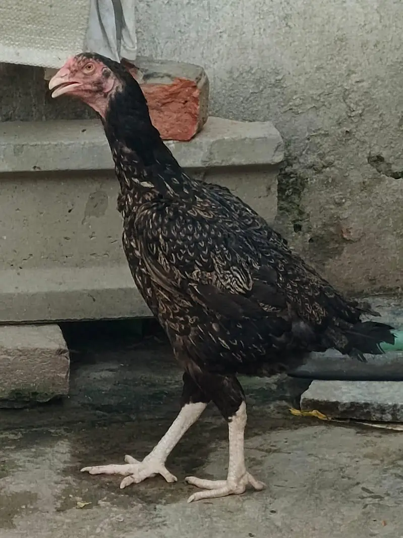 Aseel hen — photo 3