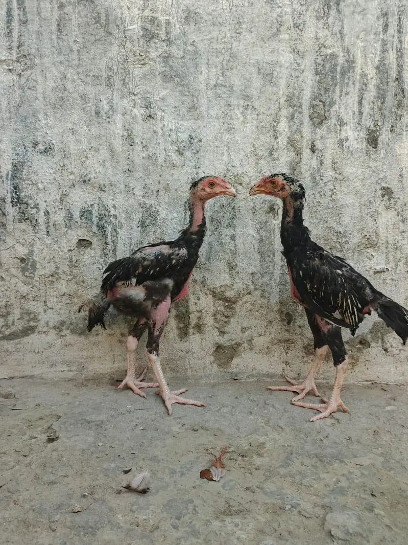 Aseel hen — photo 4