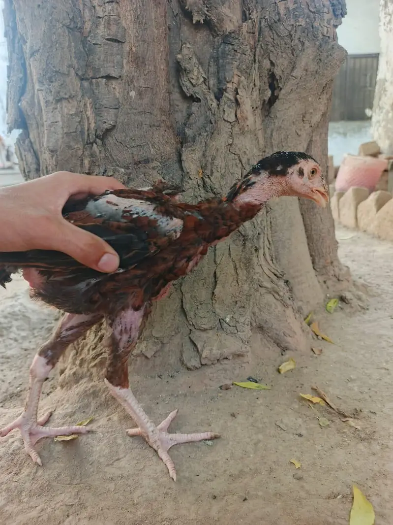 Aseel hen — photo 7