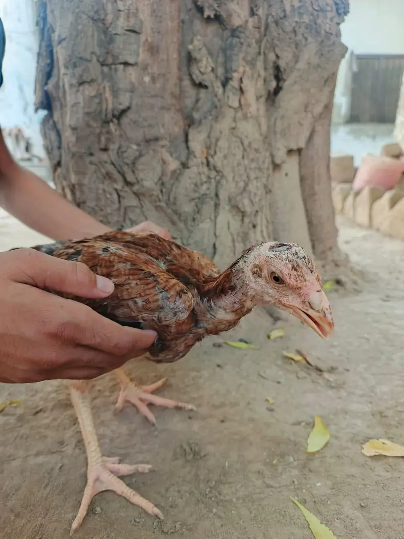 Aseel hen — photo 10