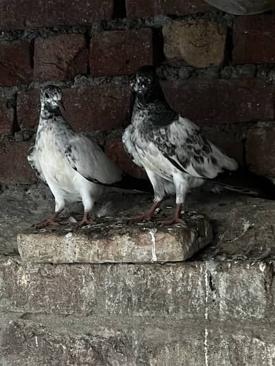 chat waly pigeon pair patha pathi for sell