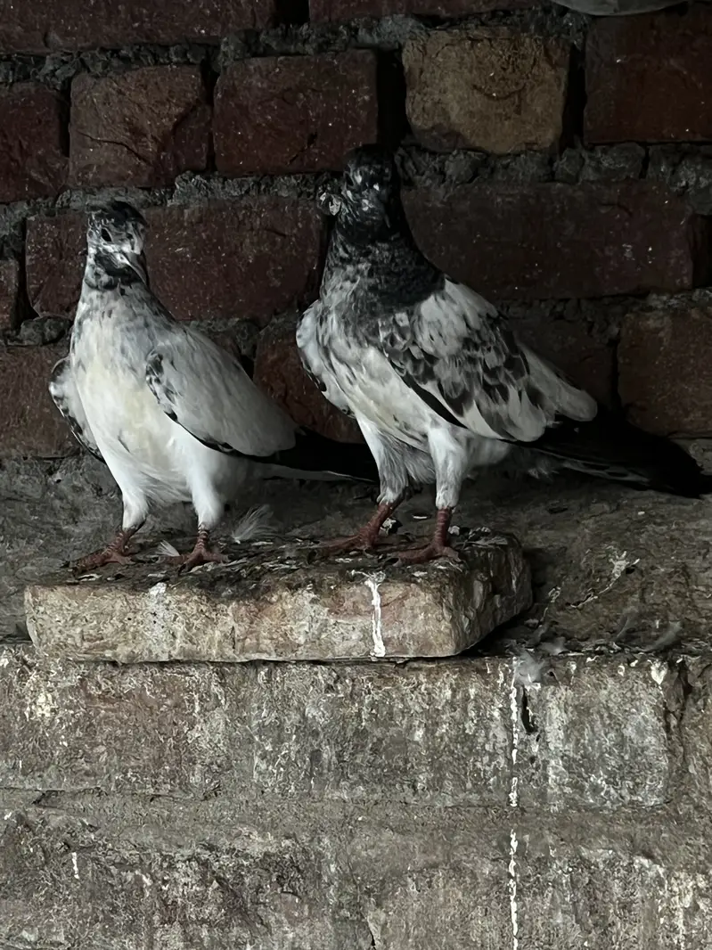 chat waly pigeon pair patha pathi for sell — photo 2