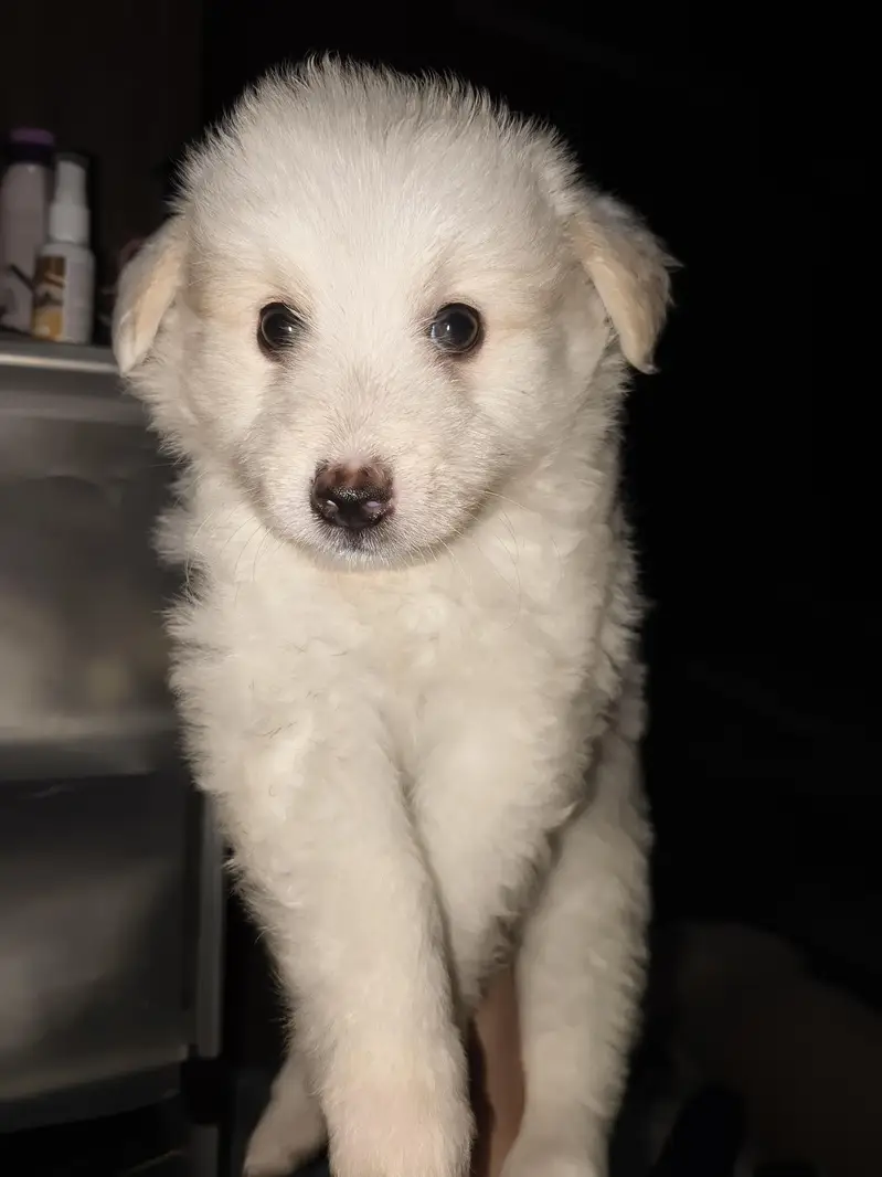 1.5 month puppy for sale — photo 2