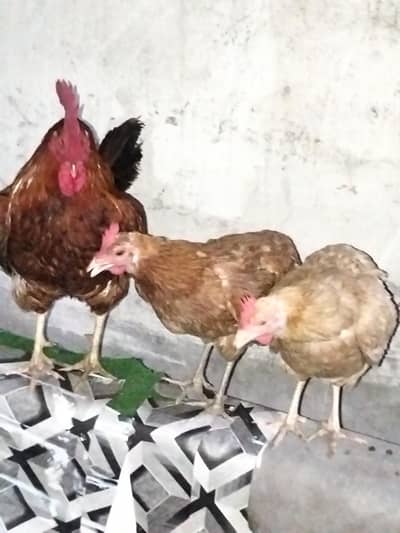 1 Murgha 2 Murghian Hein