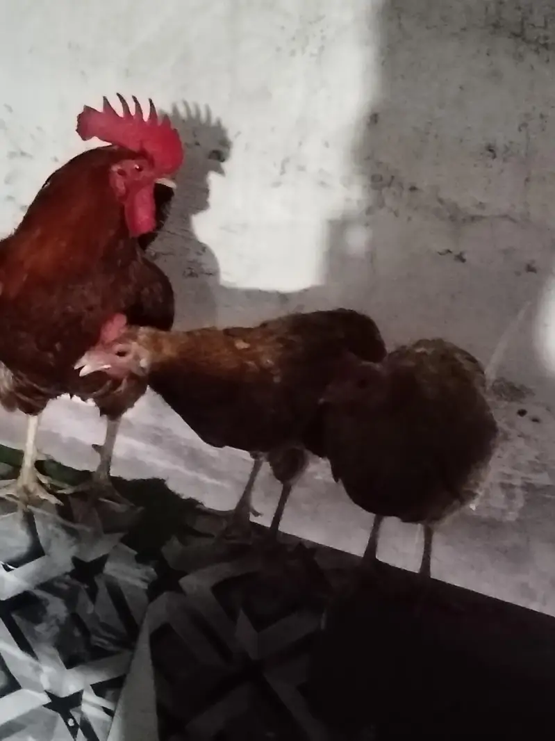 1 Murgha 2 Murghian Hein — photo 3