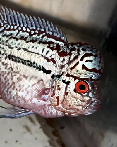 Flowerhorn (KML GOLDEN BASE GENE)