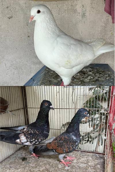 king female/Polish Pair for sale