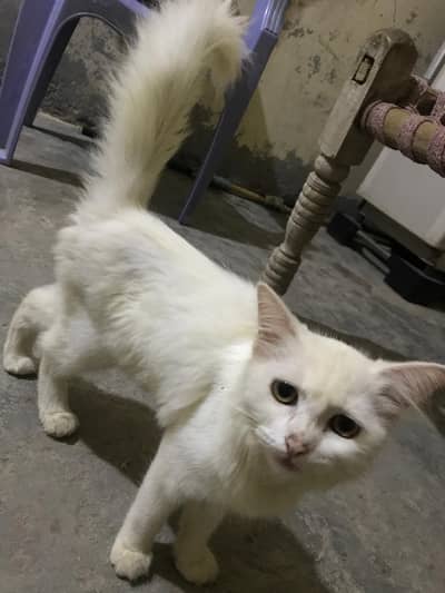 active cat with free top line feed pack