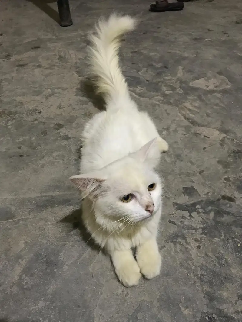 active cat with free top line feed pack — photo 2