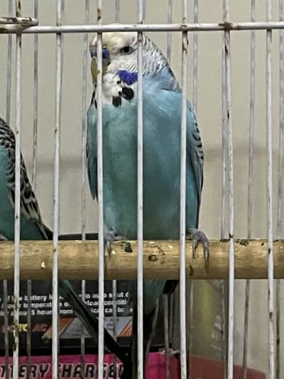 King Male and Undersize Male