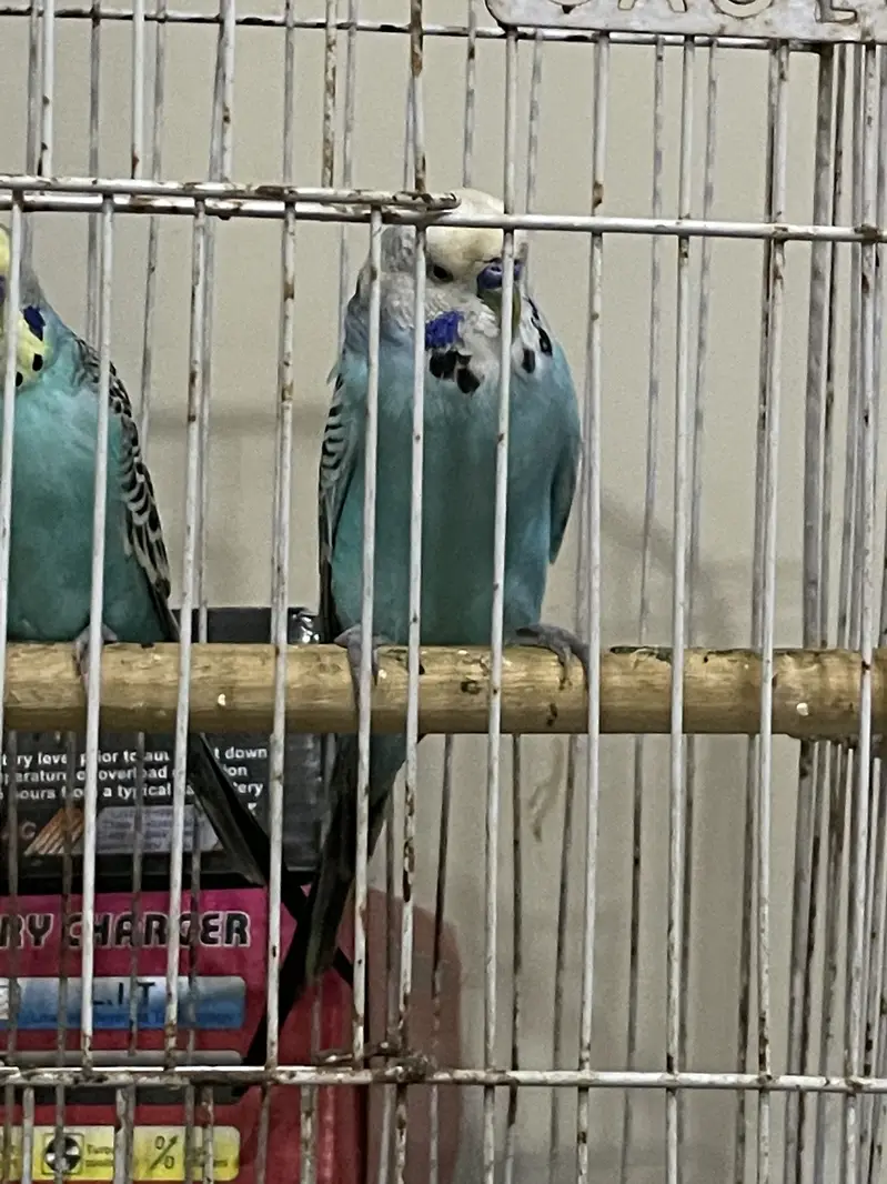 King Male and Undersize Male — photo 2