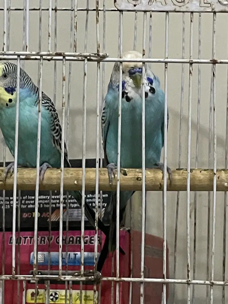 King Male and Undersize Male — photo 3