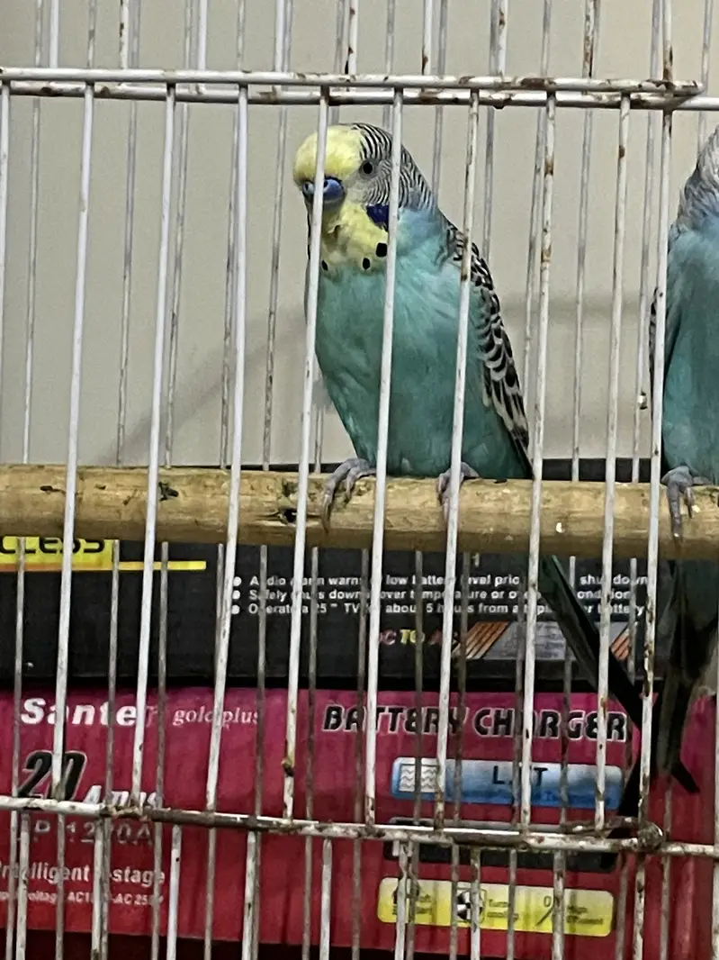 King Male and Undersize Male — photo 4