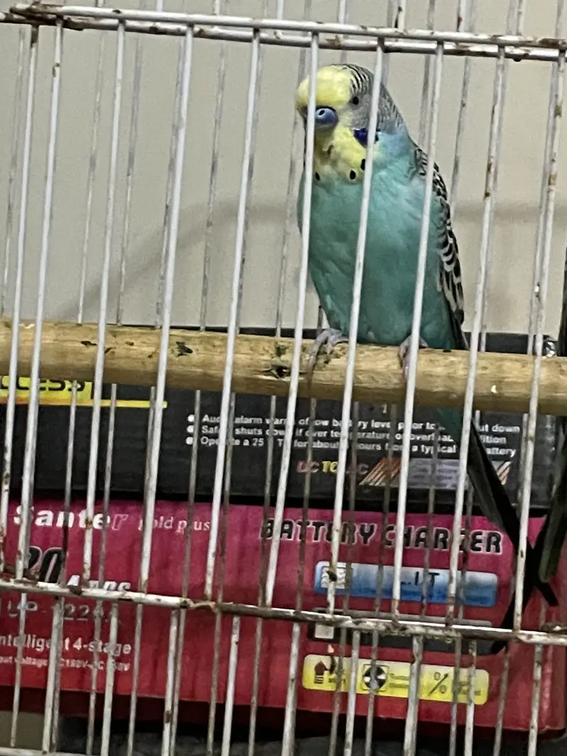 King Male and Undersize Male — photo 5