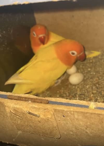 Love birds pair red eyes with box