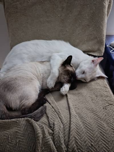 Persian pure white male