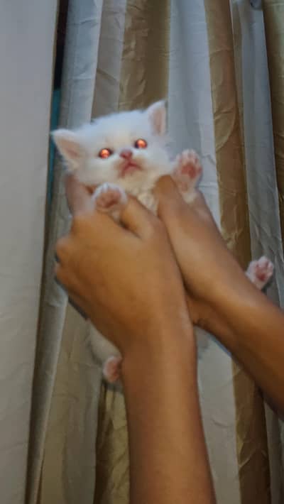1 month pair white male ha grey female contact on whatsaap 03183220296