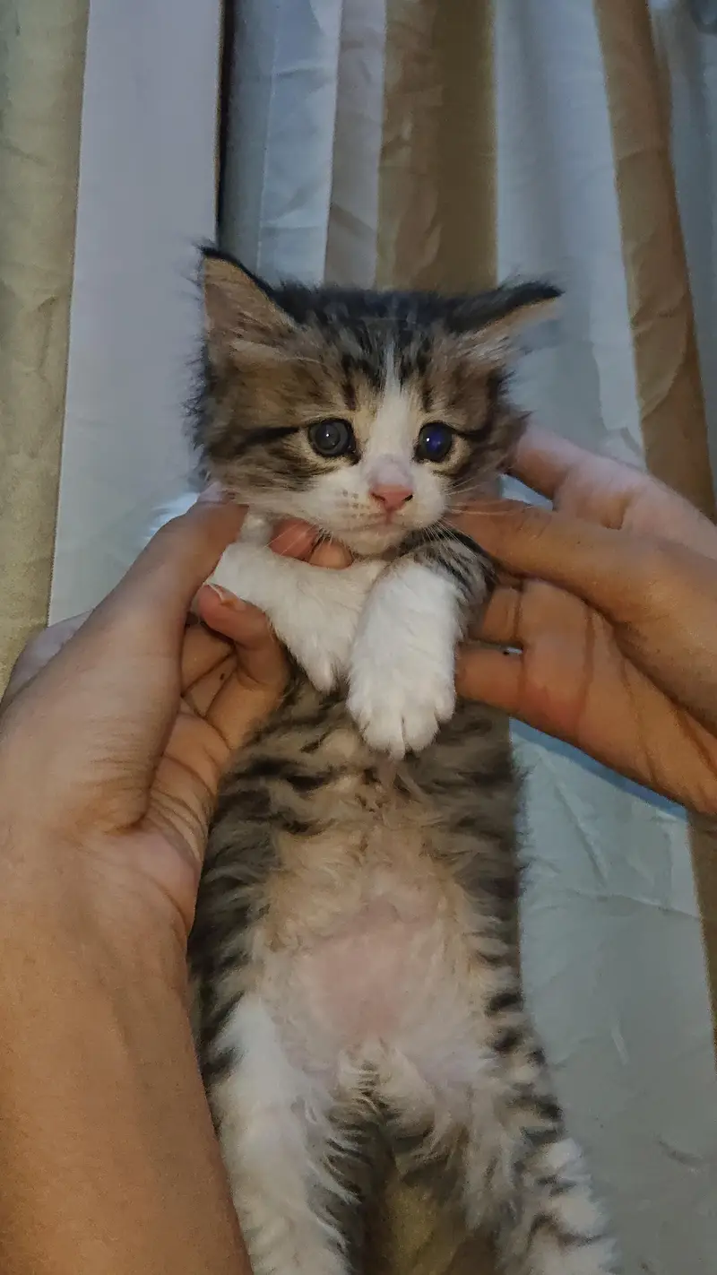1 month pair white male ha grey female contact on whatsaap 03183220296 — photo 2
