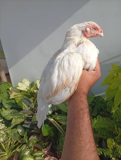 High quality Aseel miawali heera female paper white