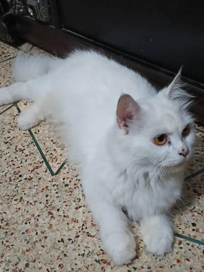 dolface triple cot cat heat par hy