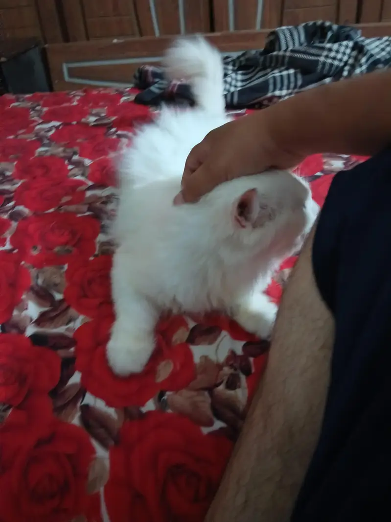 dolface triple cot cat heat par hy — photo 3
