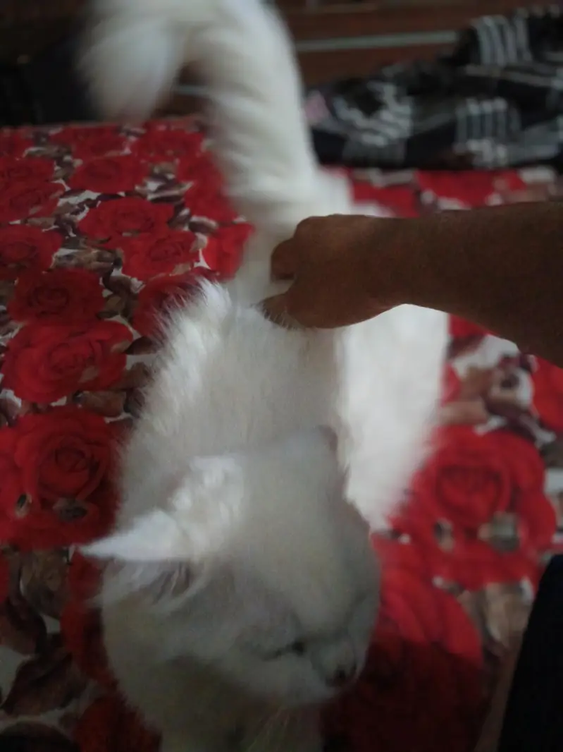 dolface triple cot cat heat par hy — photo 4
