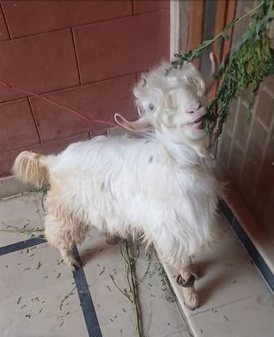 Bakra