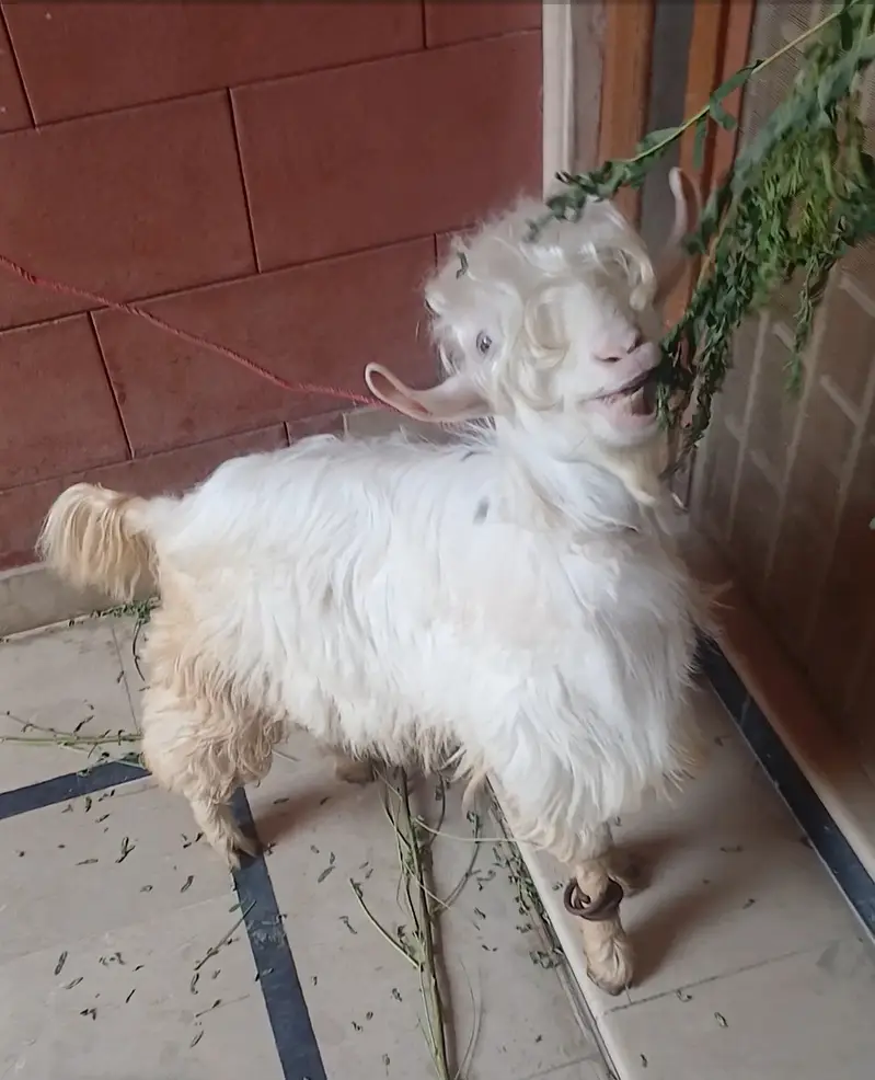 Bakra
