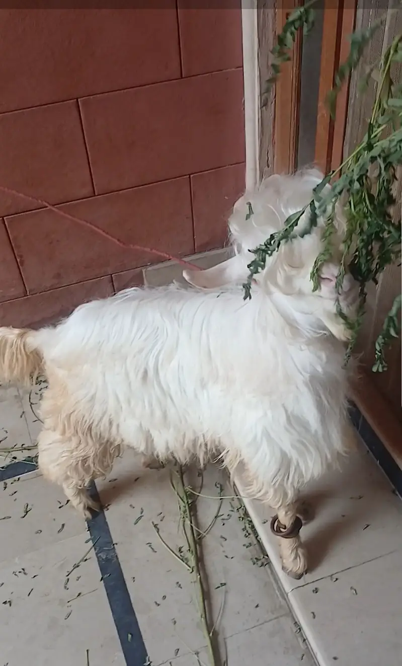 Bakra — photo 2