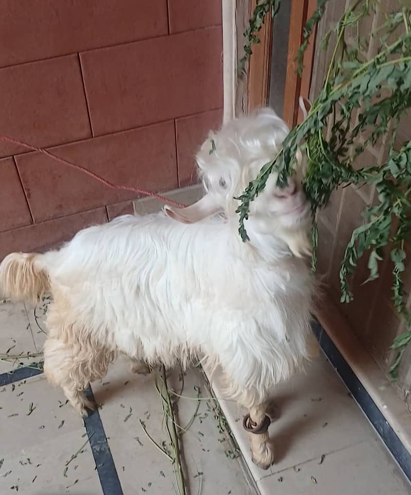 Bakra 2