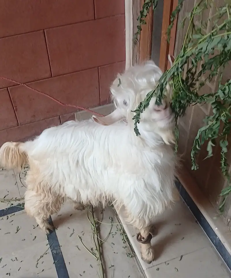 Bakra — photo 3